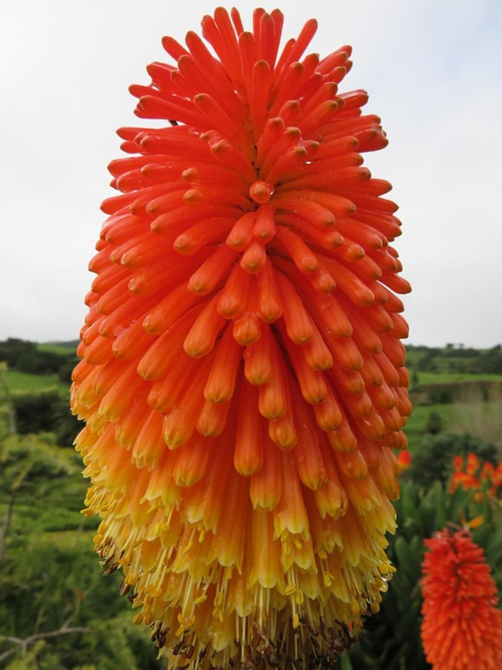 Flower Torch Lily Red Hot Poker Flower Torch Lily Red Hot Poker