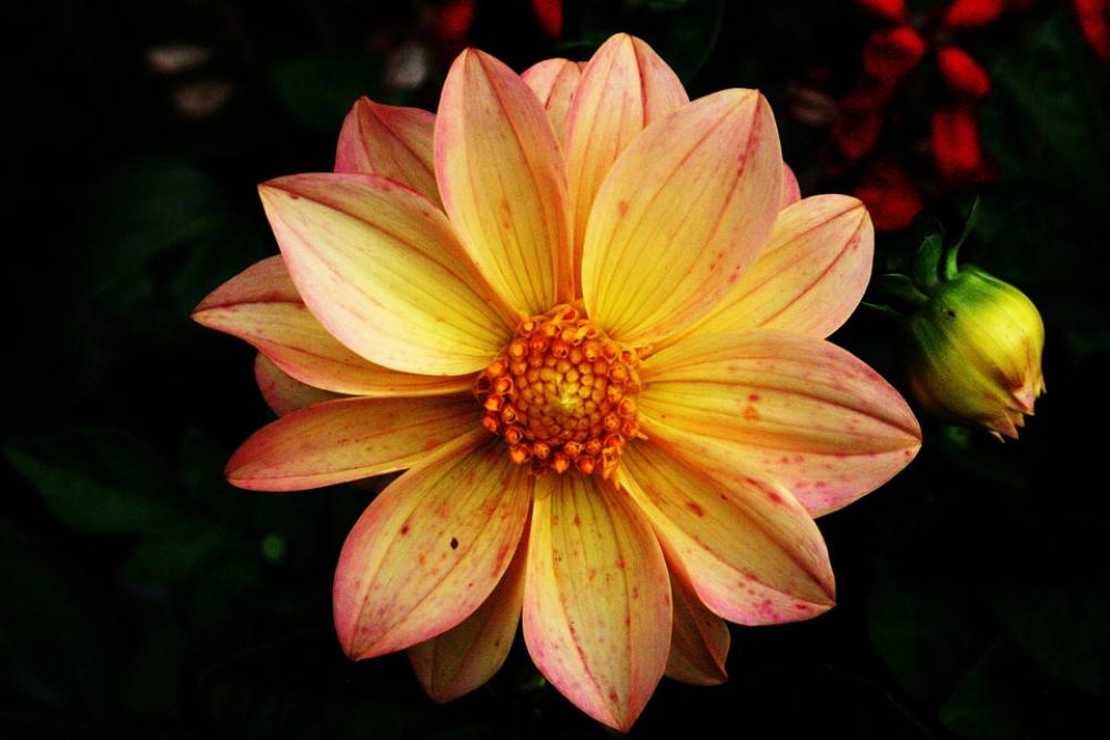 Flower Plant Floral Blossom Bloom Blooming Flower Plant Floral Blossom Bloom Blooming