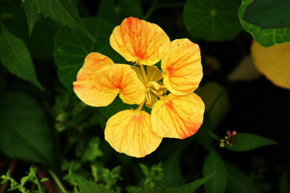Flower Yellow Spring Summer Blossom Bright Petals Flower Yellow Spring Summer Blossom Bright Petals