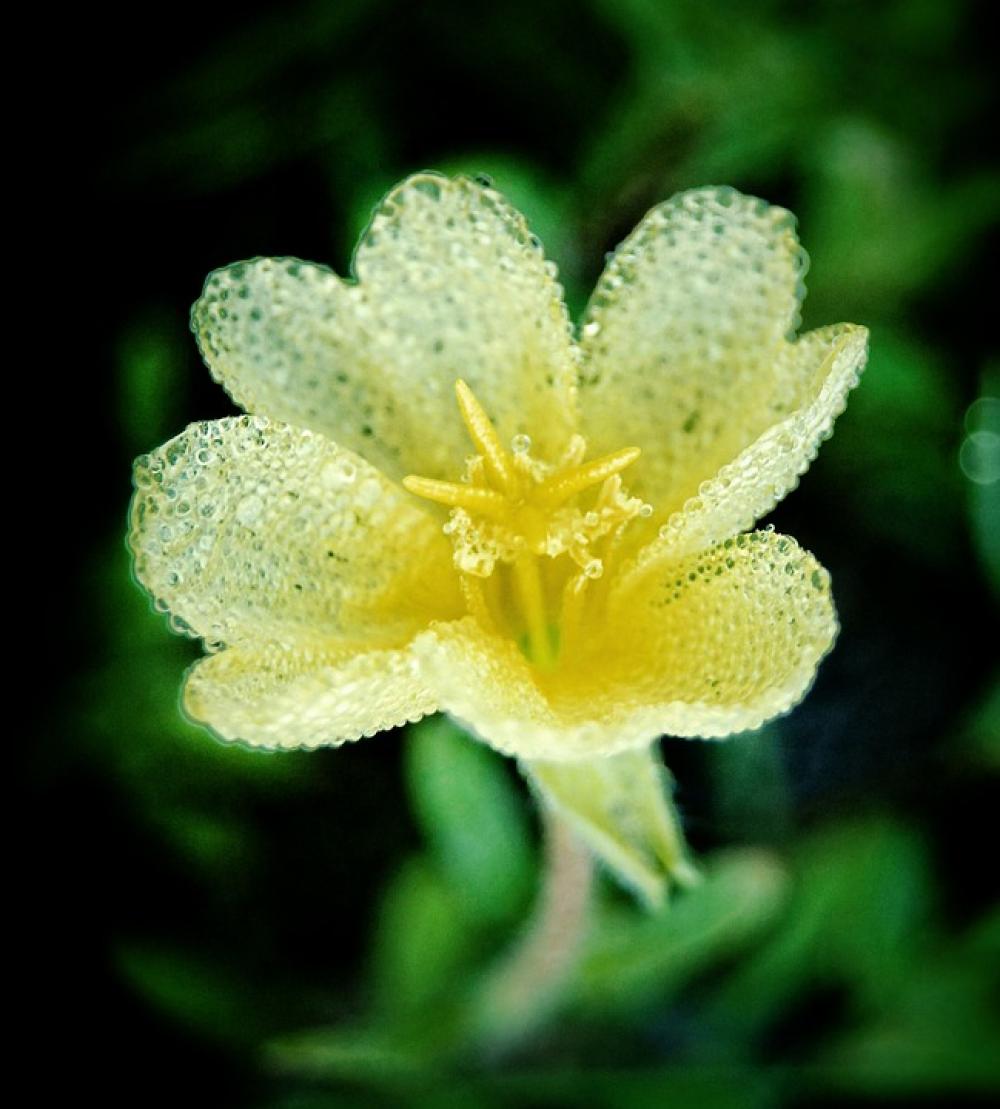 Flower Yellow Nature White Wet Transparent Bubble Flower Yellow Nature White Wet Transparent Bubble