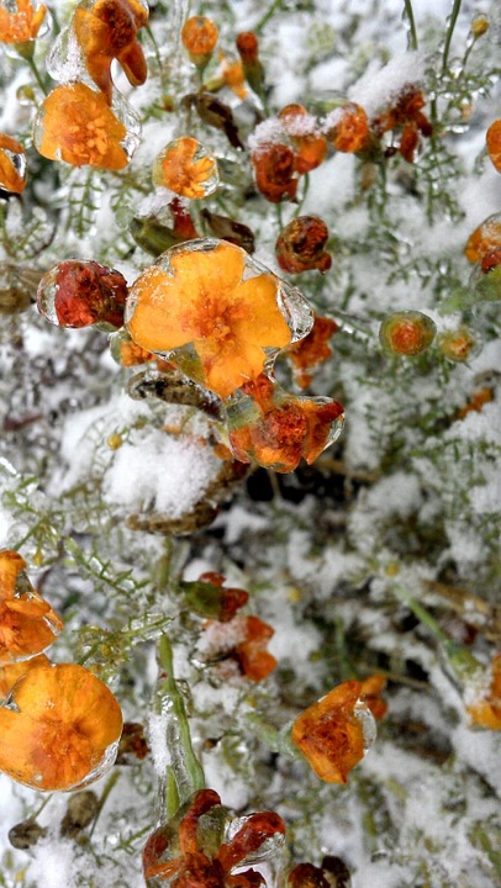 Flower Snow Ice Frozen Flower Snow Ice Frozen