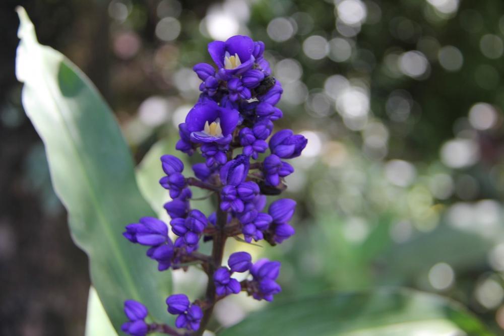 Flower Purple Flower Hawaiian Flower Hawaiian Flora Flower Purple Flower Hawaiian Flower Hawaiian Flora