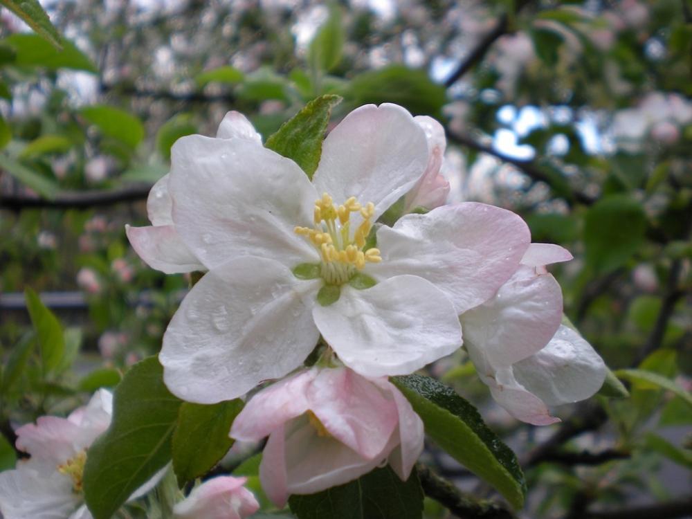 Flower Spring Spring Flowers Pink Flowers Nature Flower Spring Spring Flowers Pink Flowers Nature