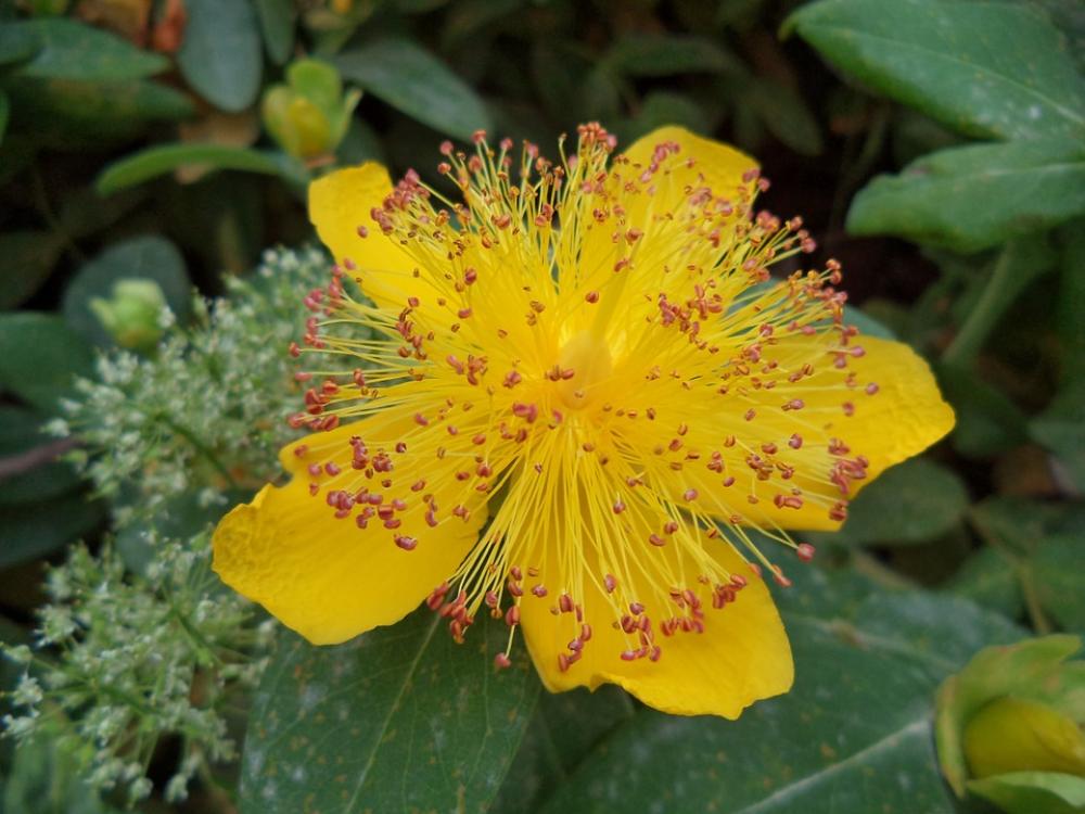 Flower Shrub Yellow Summer Yellow Flower Flower Shrub Yellow Summer Yellow Flower