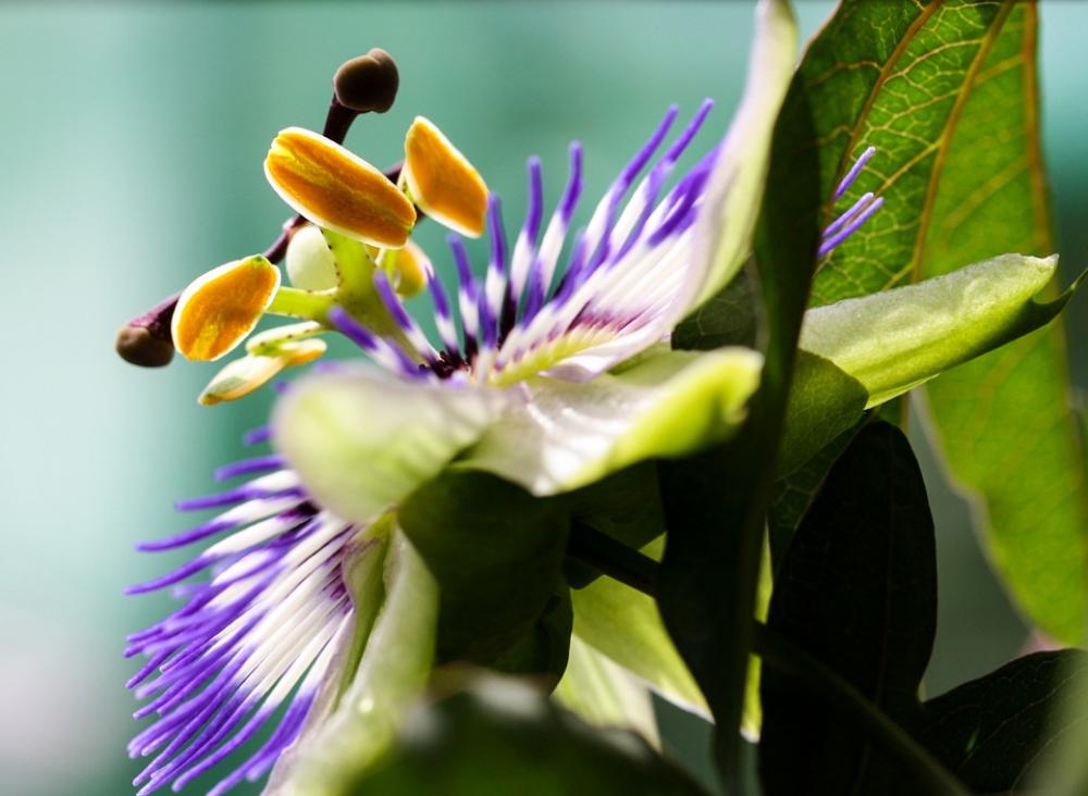 Flower Blossom Bloom Passion Flower Close Up Macro Flower Blossom Bloom Passion Flower Close Up Macro