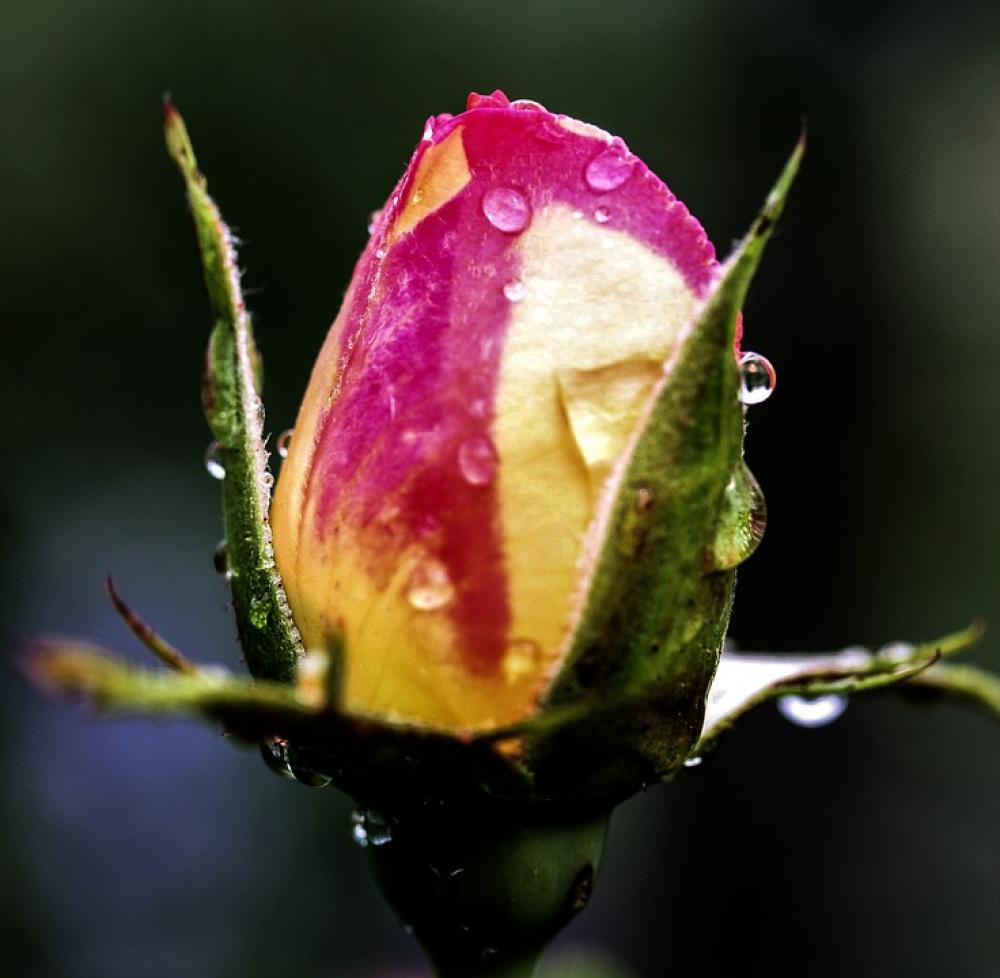 Flower Rose Blossom Bloom Close Up Bud Rose Bloom Flower Rose Blossom Bloom Close Up Bud Rose Bloom