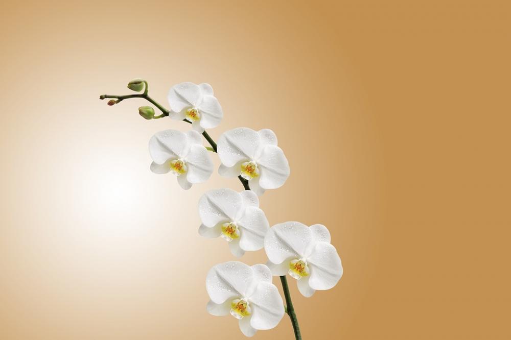 Flower Orchid Nature Plant Flowering Flora Macro Flower Orchid Nature Plant Flowering Flora Macro