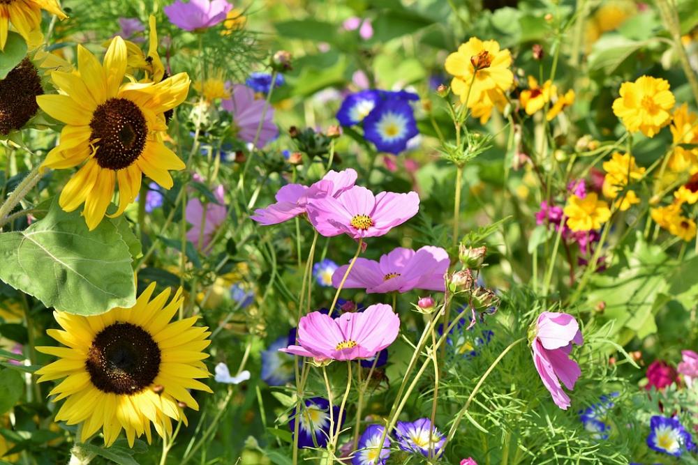 Flower Meadow Flowers Wildflowers Wild Flowers Flower Meadow Flowers Wildflowers Wild Flowers
