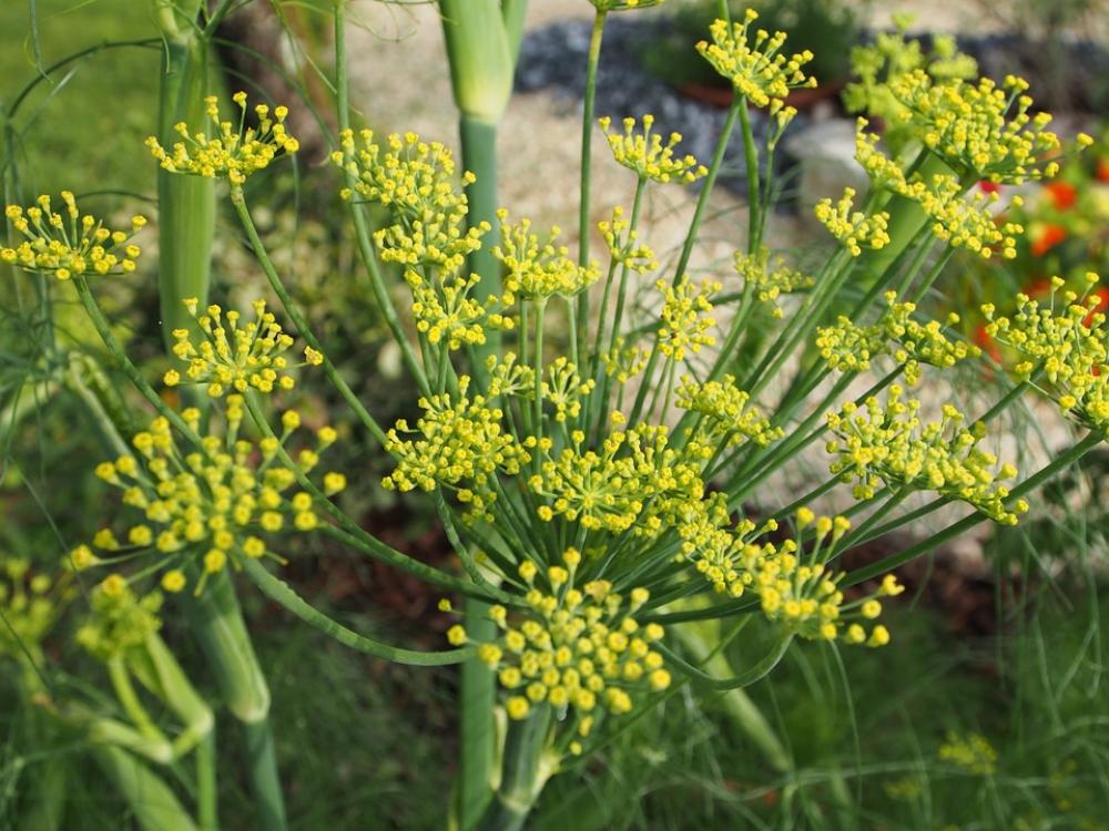Flowering Fennel Flower Blossom Bloom Garden Flowering Fennel Flower Blossom Bloom Garden