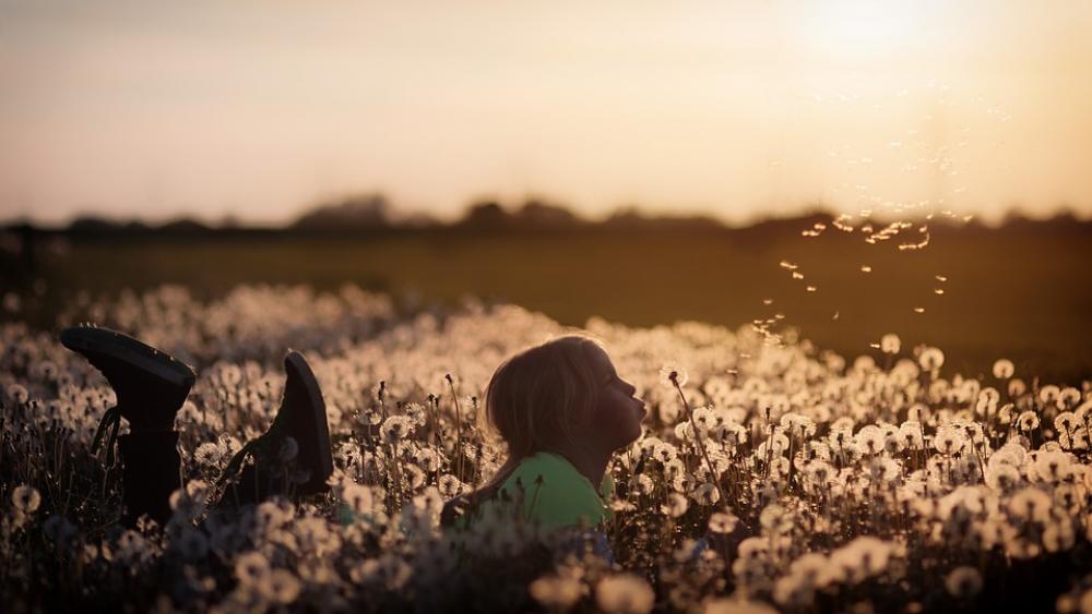 Flowers Child Girl Dandelion Field Human Children Flowers Child Girl Dandelion Field Human Children