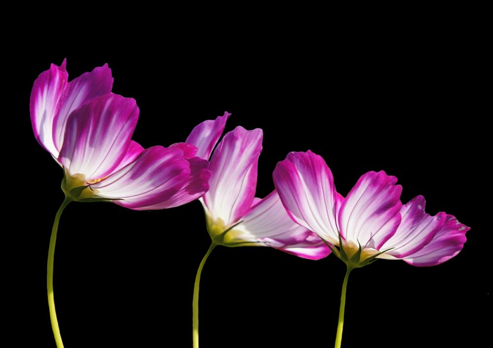 Flowers Summer Garden Plant Pink White Three Flowers Summer Garden Plant Pink White Three