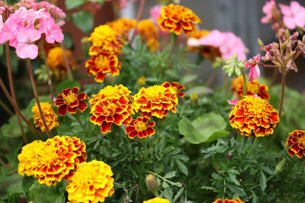 Flowers Nature Spring Colorful Garden Flowers Nature Spring Colorful Garden