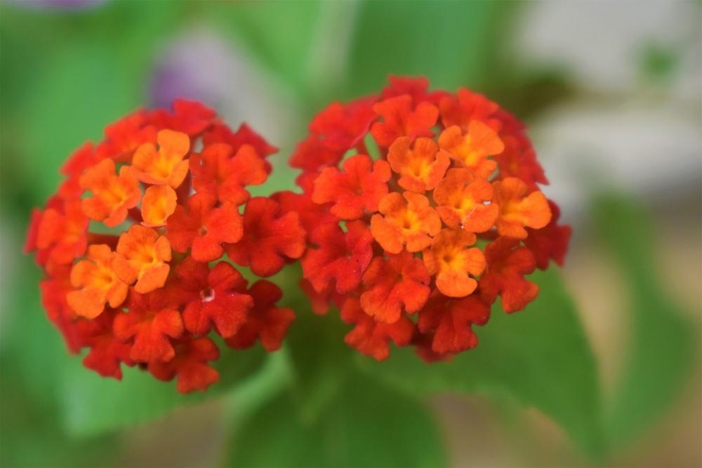 Flowers Rose Nature Red Flowers Rose Nature Red