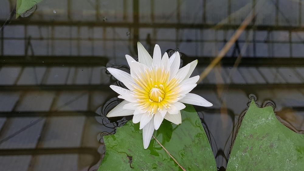 Flowers Nature Plants Summer Petal Beauty Flowers Nature Plants Summer Petal Beauty