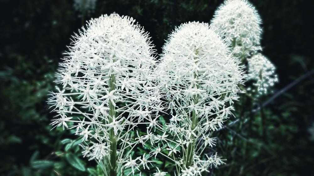 Flowers Forest Nature Bloom Flowers Forest Nature Bloom