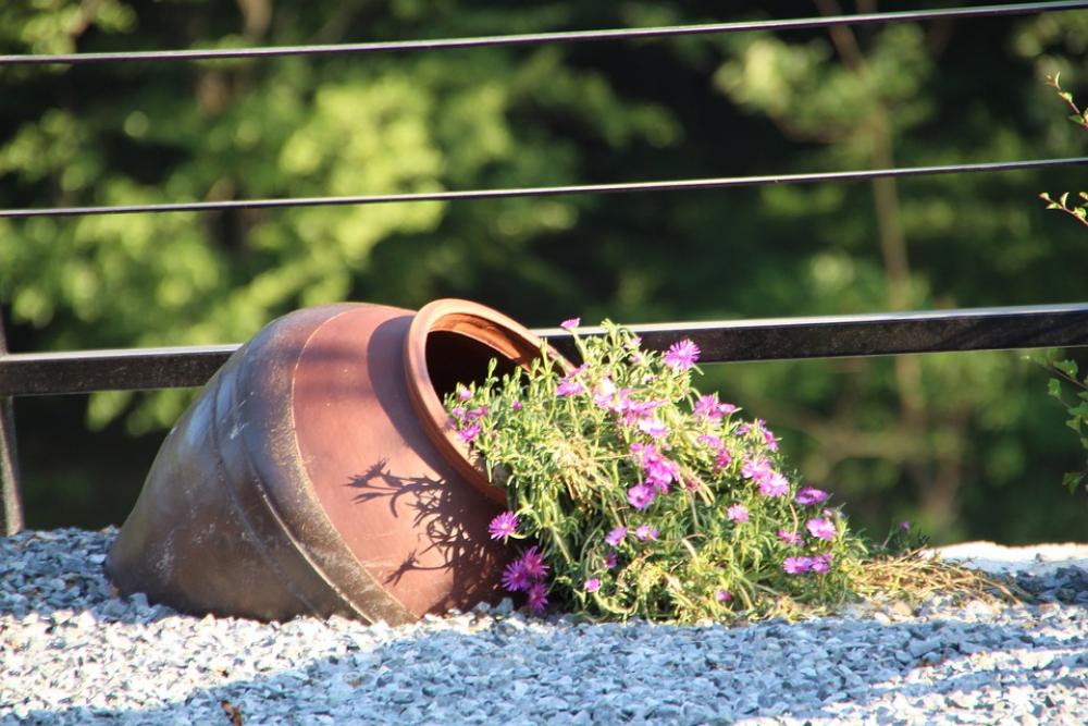 Flowers Potted Plant Plants Flowers Potted Plant Plants