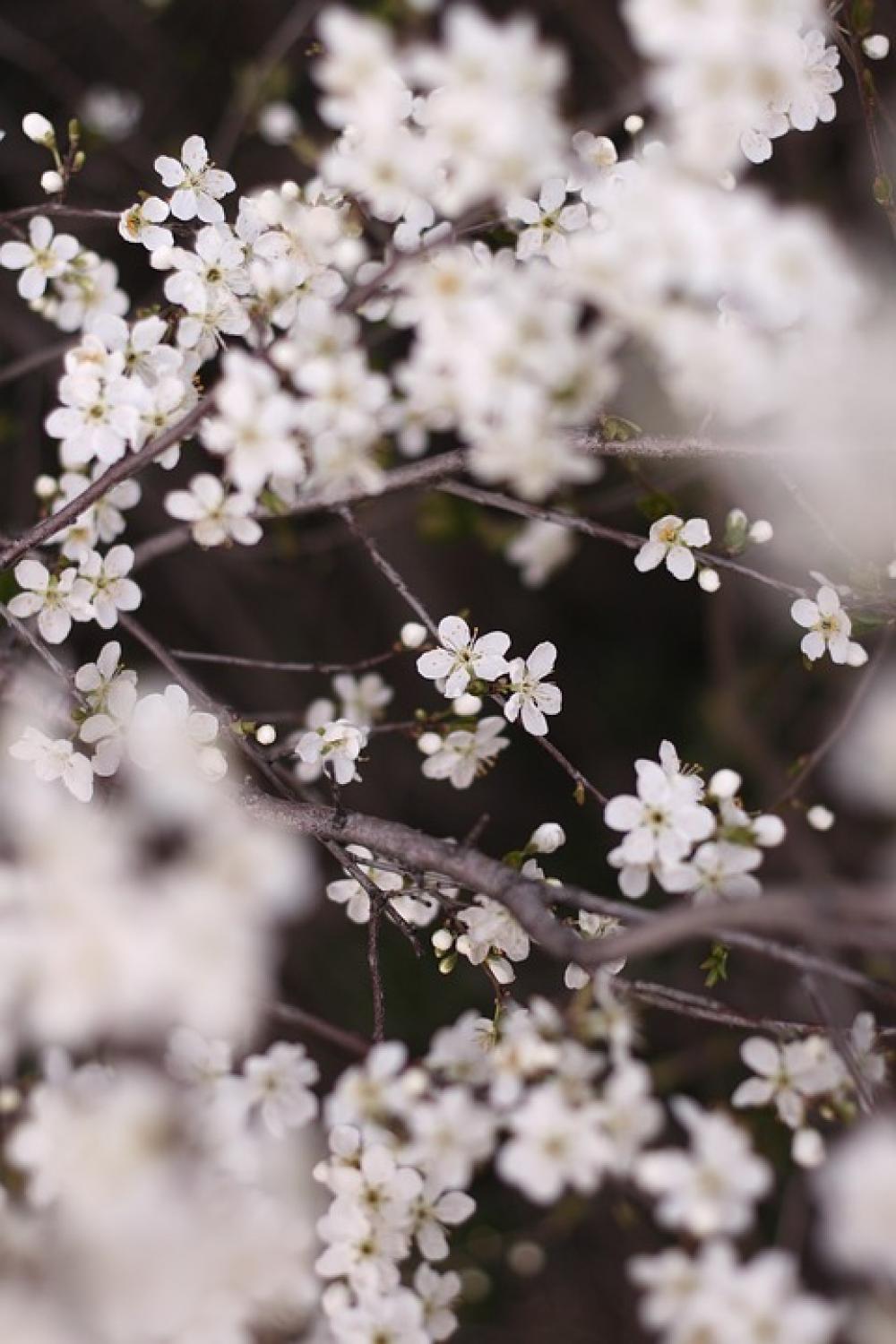 Flowers Apple Tree White Branch Tree Spring Bloom Flowers Apple Tree White Branch Tree Spring Bloom