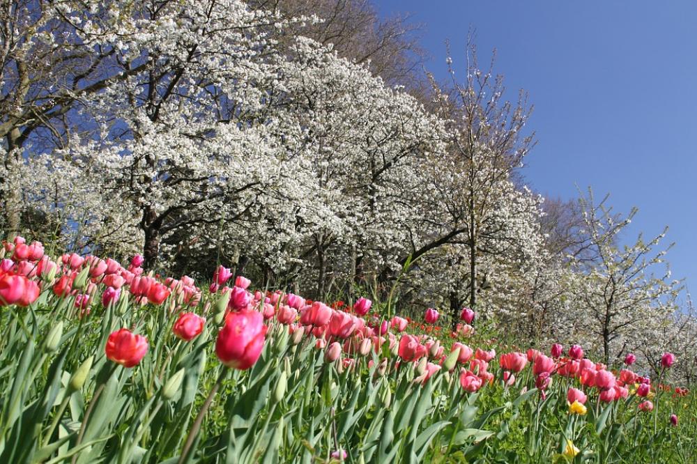 Flowers Spring Blossom Bloom Nature Plant Season Flowers Spring Blossom Bloom Nature Plant Season
