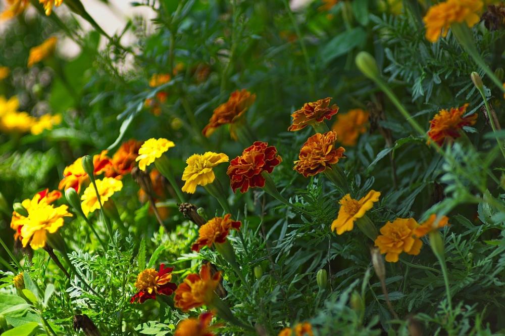 Flowers Garden Spring Nature Botany Flowers Garden Spring Nature Botany
