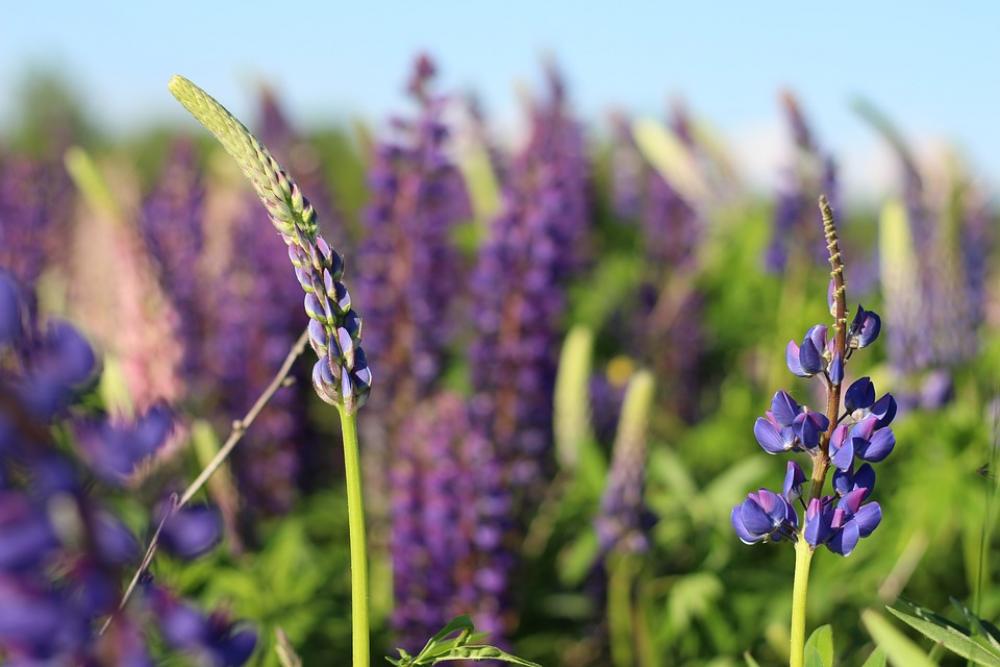 Flowers Lupins Lupine Summer Spring Bloom Purple Flowers Lupins Lupine Summer Spring Bloom Purple