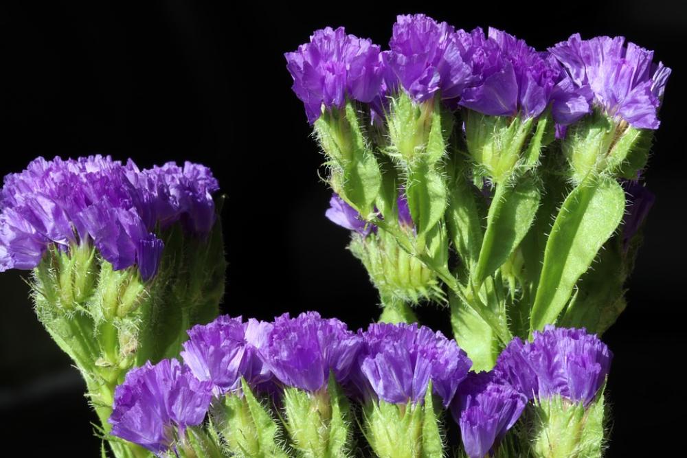 Flowers Beauty Nature Plants Petal Floral Flower Flowers Beauty Nature Plants Petal Floral Flower
