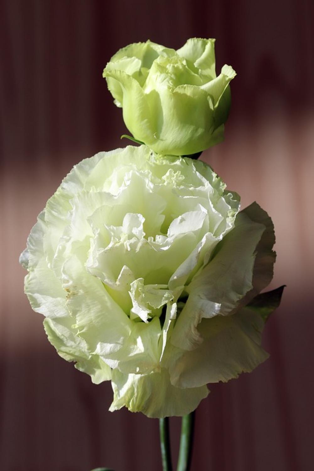 Flowers Beauty Nature Plants Petal Floral Flower Flowers Beauty Nature Plants Petal Floral Flower