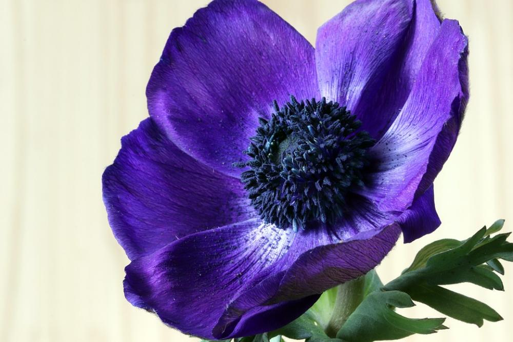 Flowers Beauty Nature Plants Petal Floral Flower Flowers Beauty Nature Plants Petal Floral Flower