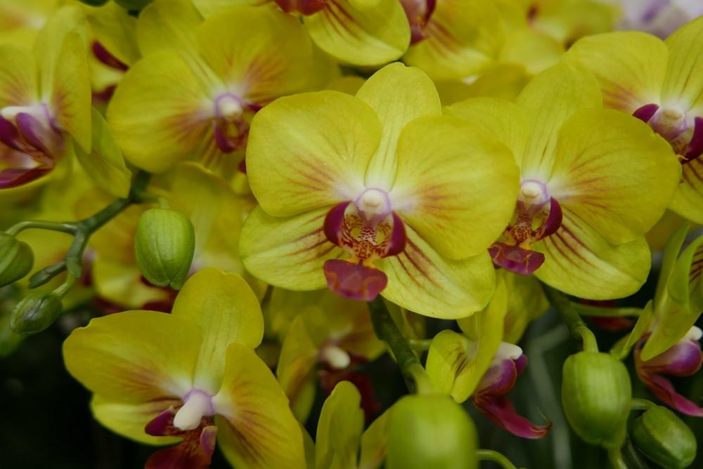 Flowers Yellow Flowers Yellow Nature Flowers Yellow Flowers Yellow Nature