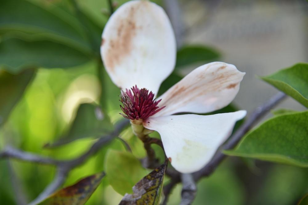 Flowers Nature Flower Spring Plant Flora Petals Flowers Nature Flower Spring Plant Flora Petals