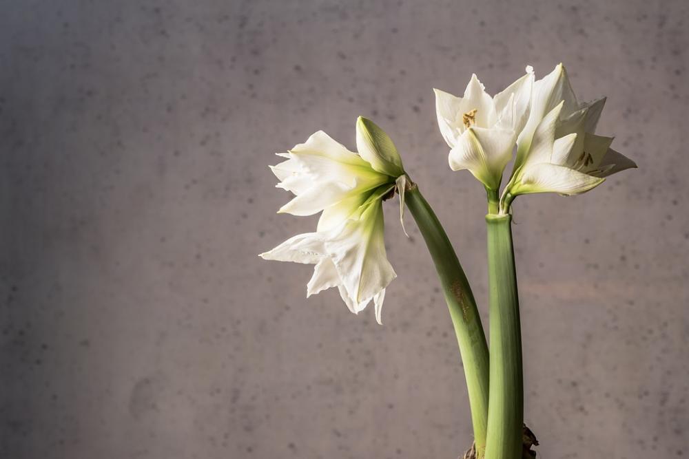 Flowers White Flower White Flower Garden Bloom Flowers White Flower White Flower Garden Bloom