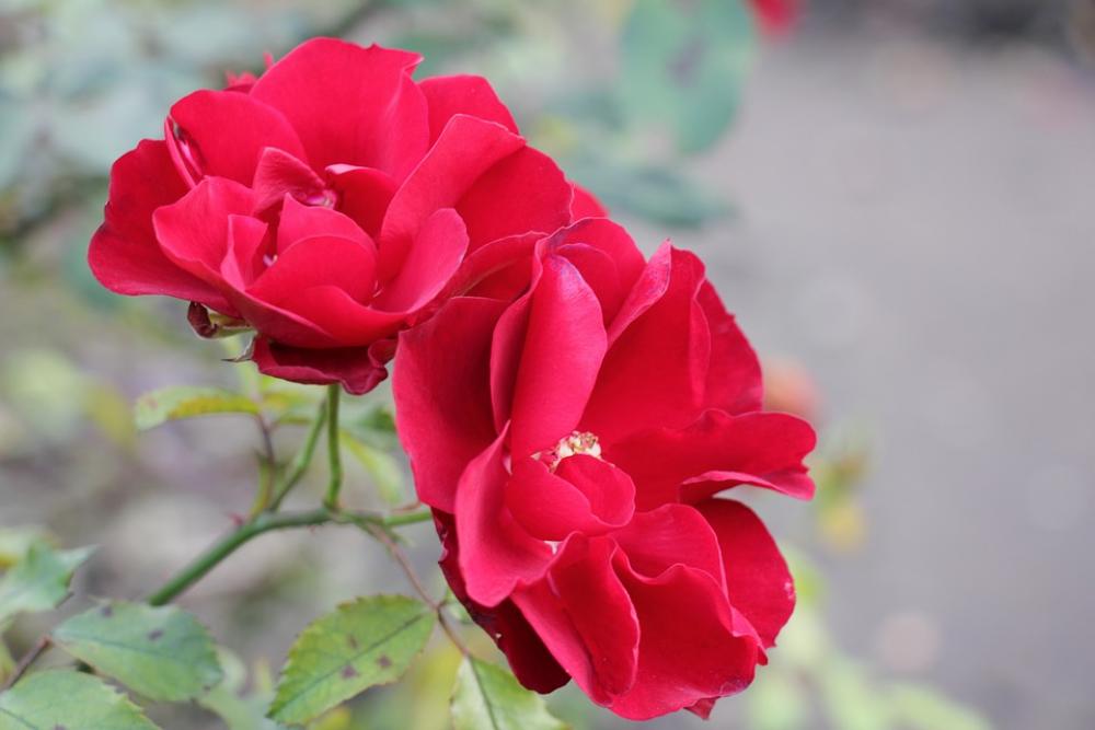 Flowers Red Rose Beautiful Flower Romantic Flowers Red Rose Beautiful Flower Romantic