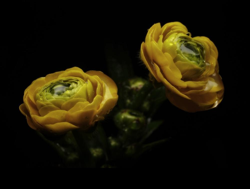 Flowers Flowers On A Black Background Design Flower Flowers Flowers On A Black Background Design Flower