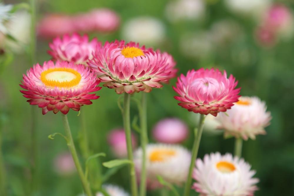 Flowers Flower Meadow Summer Meadow Nature Flora Flowers Flower Meadow Summer Meadow Nature Flora