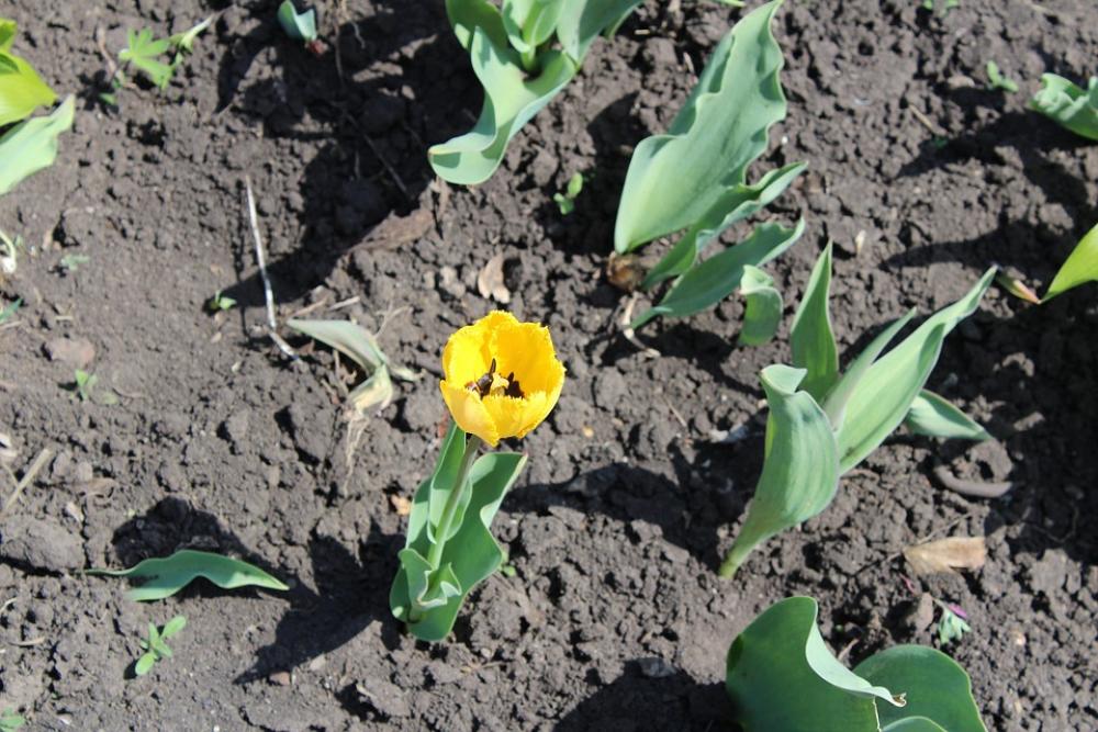 Flowers Soil Flora Tulip Garden Flowers Soil Flora Tulip Garden