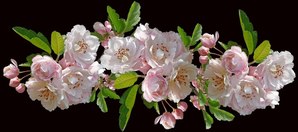 Flowers Crabapple Blossom Garden Nature Tree Flowers Crabapple Blossom Garden Nature Tree