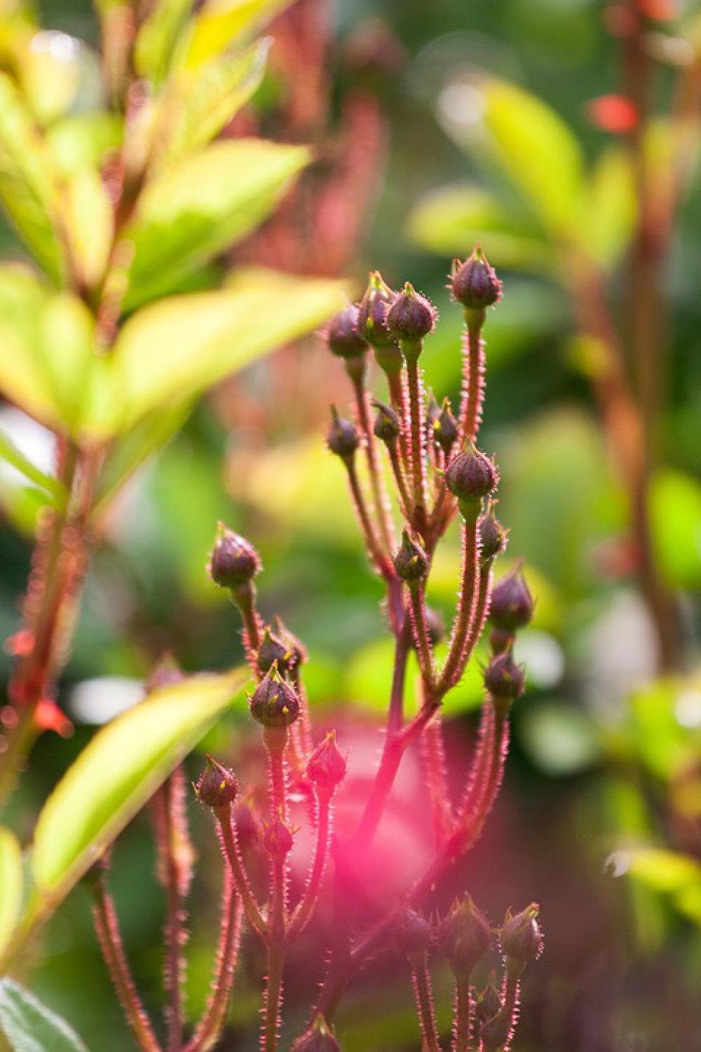 Flowers Rose Spring Nature Pink Romantic Flora Flowers Rose Spring Nature Pink Romantic Flora