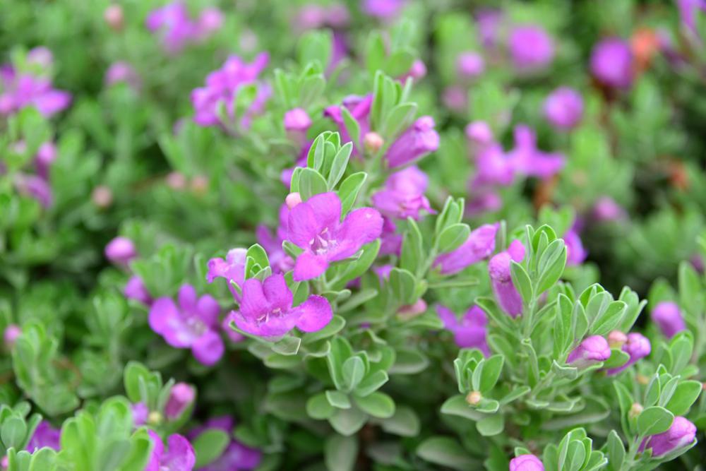 Flowers Tiny Flowers Green Leaves Background Garden Flowers Tiny Flowers Green Leaves Background Garden