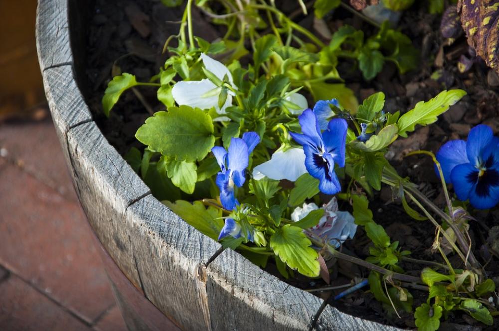 Flowers Plant Garden Gardening Floral Barrel Flowers Plant Garden Gardening Floral Barrel