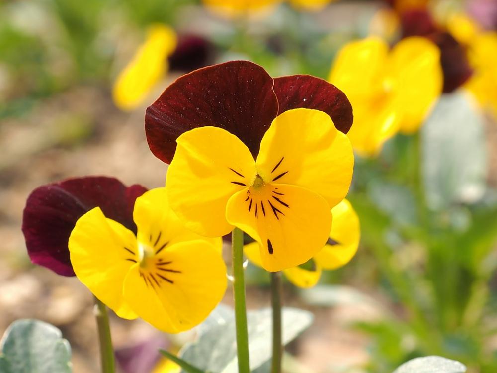 Flowers Yellow Spring Flowers Yellow Flower Spring Flowers Yellow Spring Flowers Yellow Flower Spring