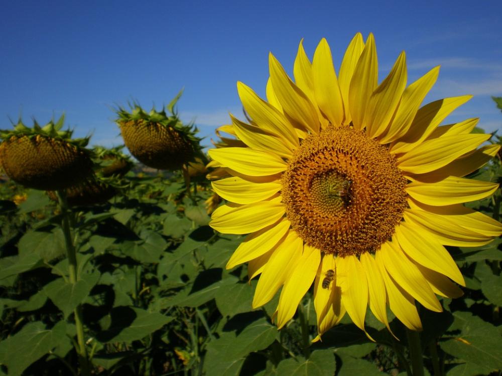 Flowers Sunflower Summer Flowers Sunflower Summer