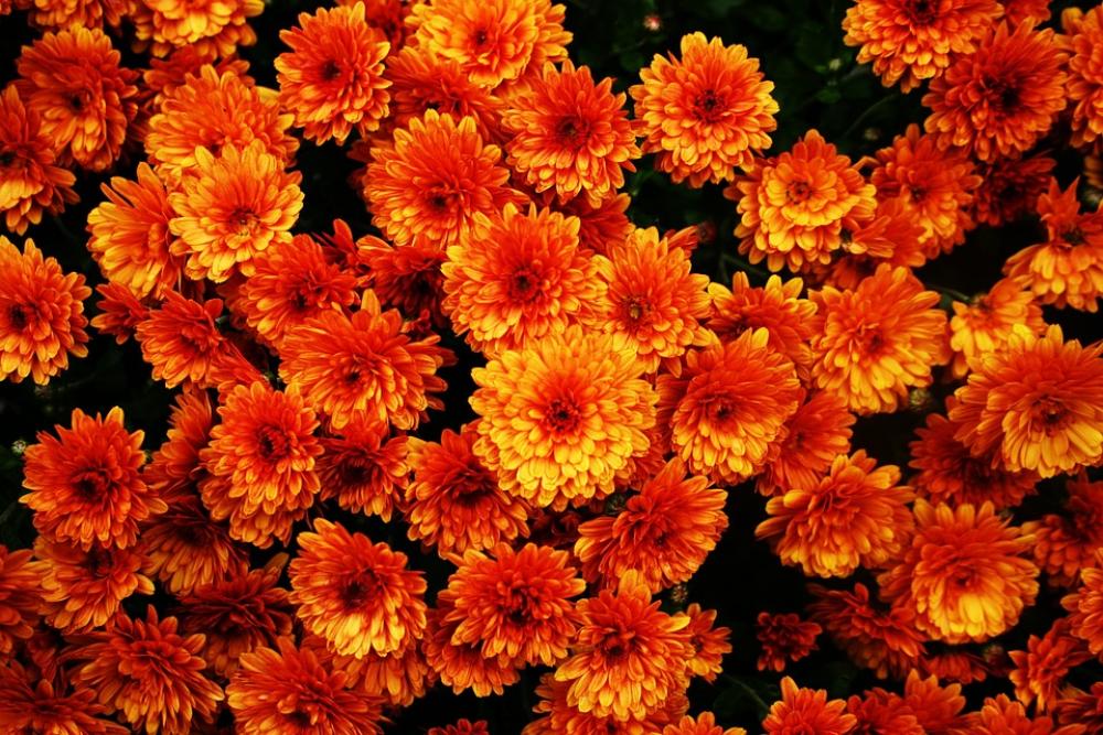 Flowers Bloom Blossom Orange Colorful Sunny Flowers Bloom Blossom Orange Colorful Sunny