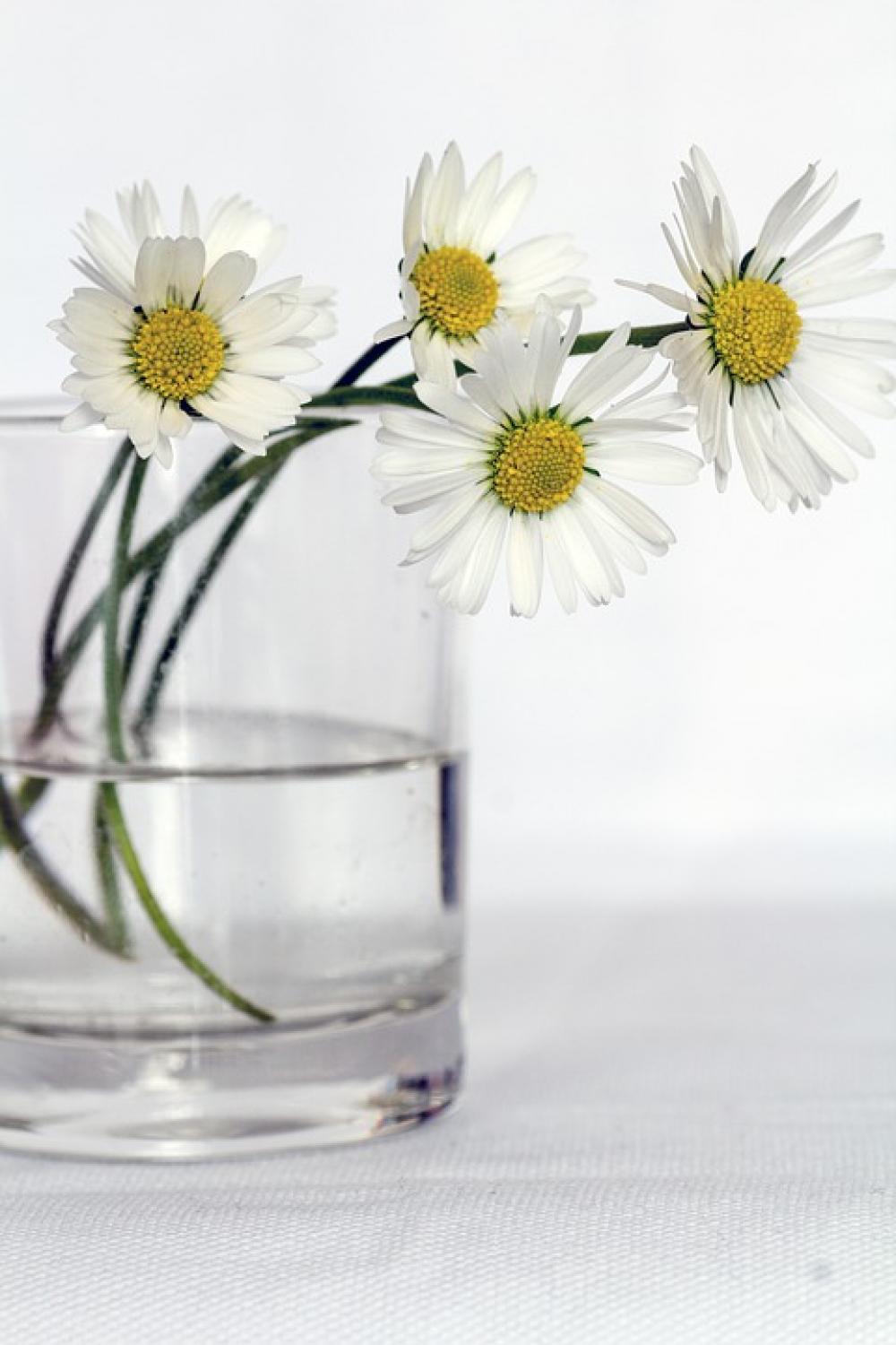 Flowers Still Life Daisy Flower Vase Close Up Flowers Still Life Daisy Flower Vase Close Up