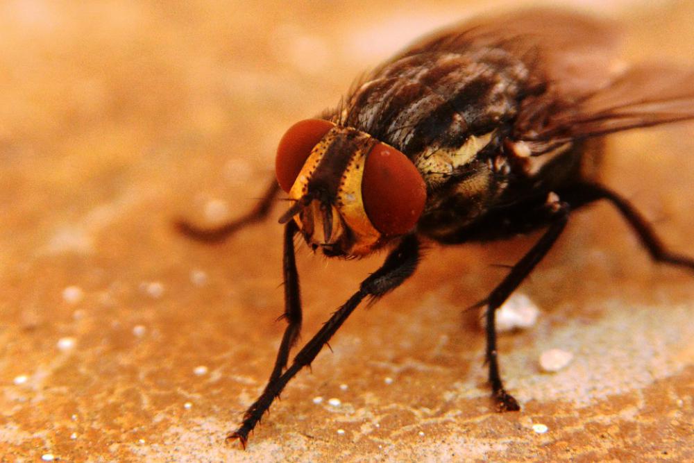 Fly Insects Nature Wing Wings Eyes Insect Fauna Fly Insects Nature Wing Wings Eyes Insect Fauna