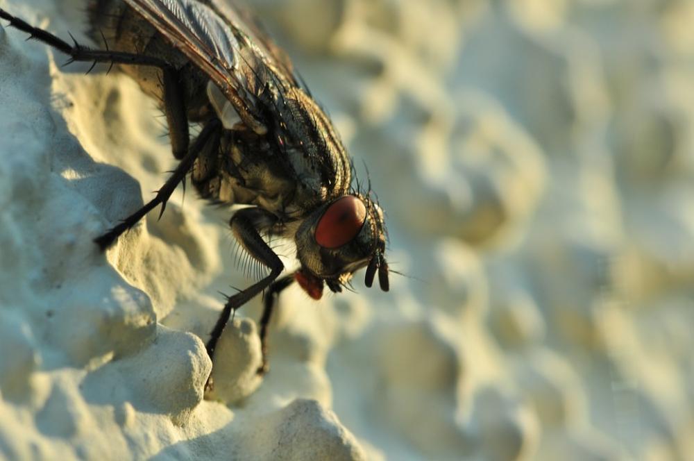 Fly Close Up Insect Compound Eyes Fly Close Up Insect Compound Eyes