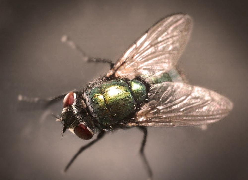 Fly Insect Whopper Compound Eyes Close Up Macro Fly Insect Whopper Compound Eyes Close Up Macro