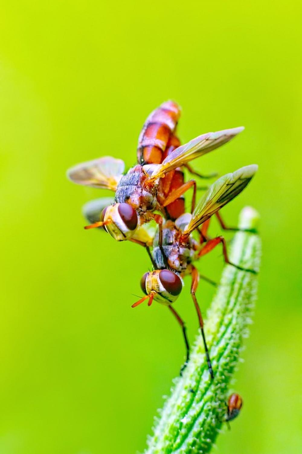 Fly Insects Pair Nature Mating Sex Fly Insects Pair Nature Mating Sex