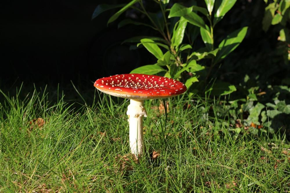 Fly Agaric Garden In The Grass Fly Agaric Garden In The Grass