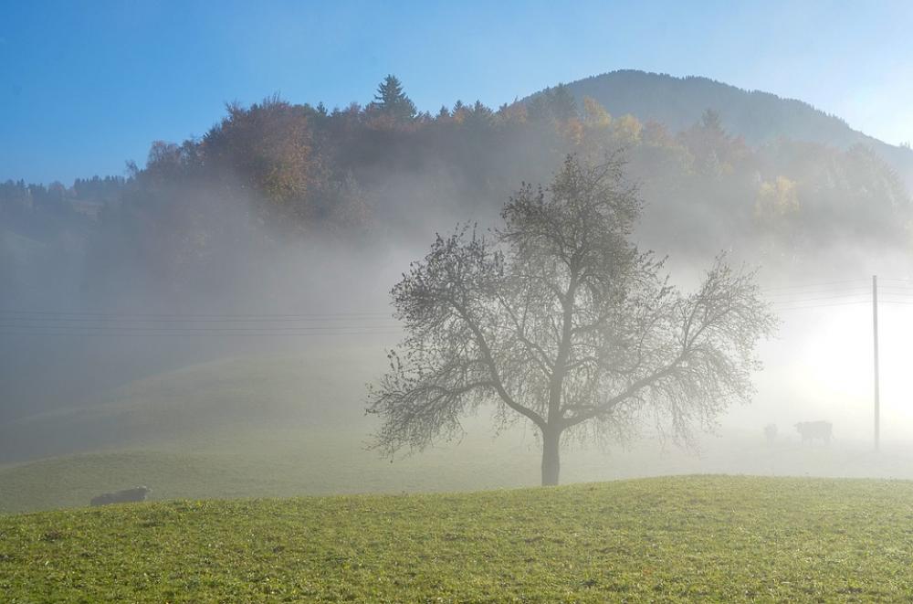 Fog Tree Landscape Nature Scenic Lighting Fog Tree Landscape Nature Scenic Lighting