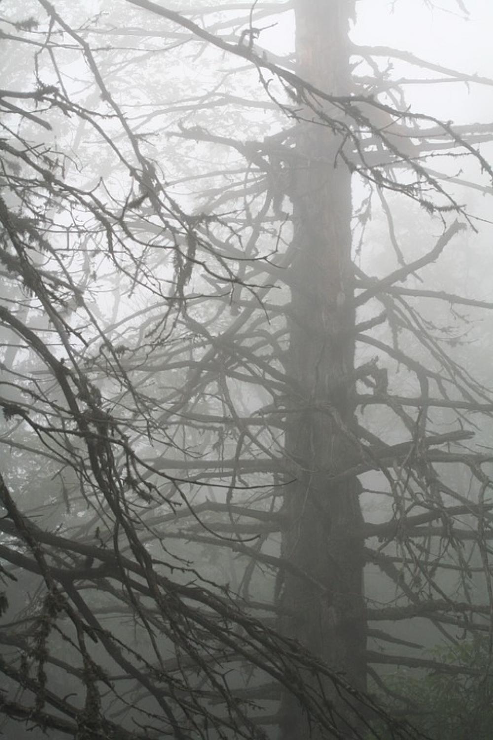 Fog Tree Mountain Mist Nature Landscapes Alps Fog Tree Mountain Mist Nature Landscapes Alps