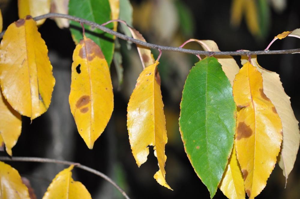 Foliage Autumn Yellow Park Foliage Autumn Yellow Park